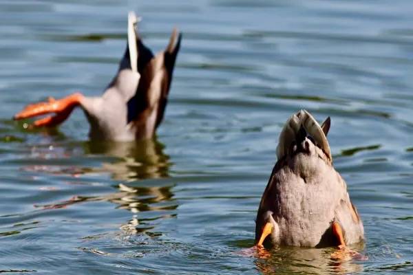 Mallards Feeding by Mr.TinDC is licensed under CC BY-ND 2.0.